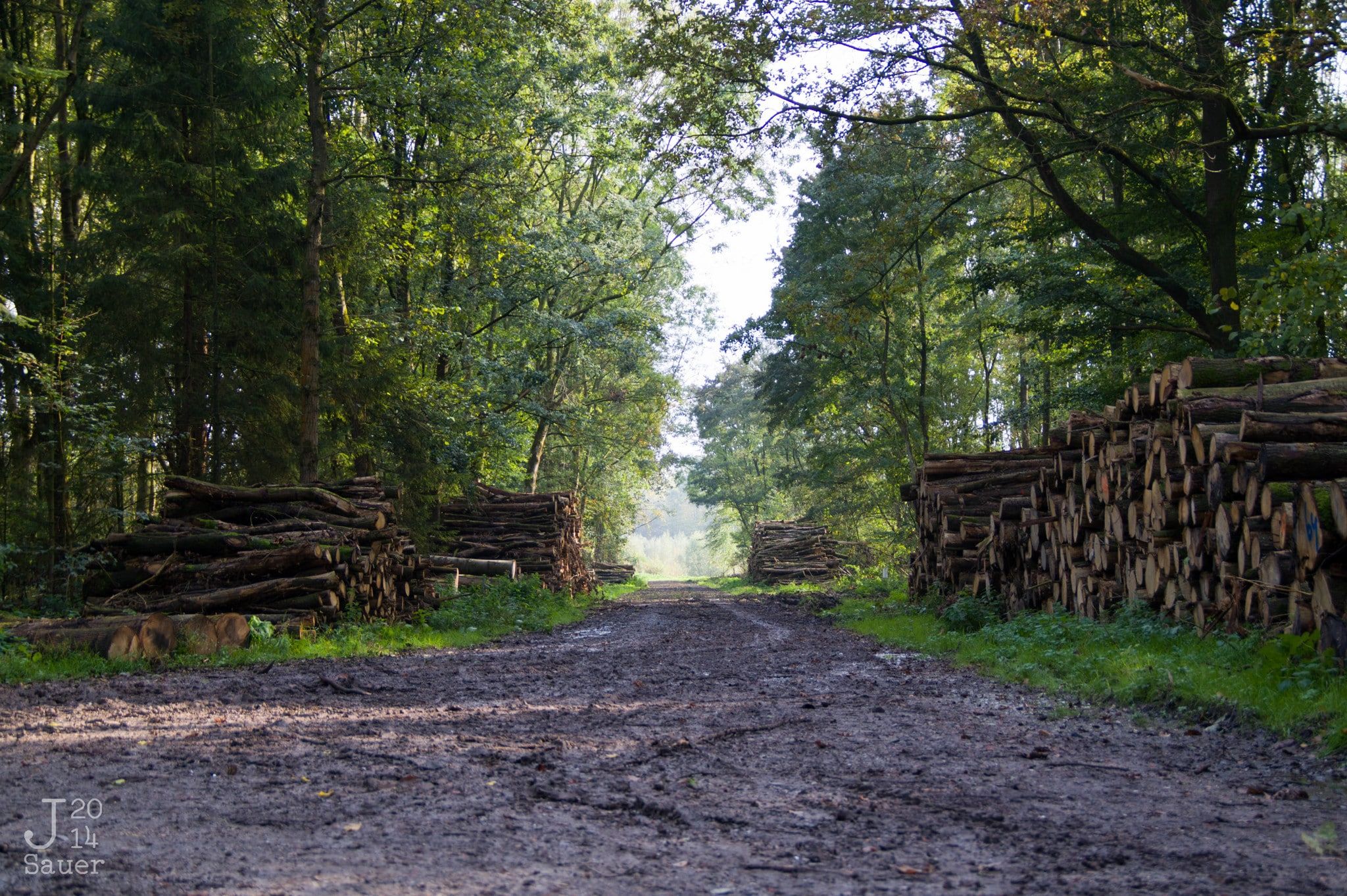 Forest path lined with logs