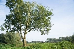 Hillside in het Wisentbos te Dronten