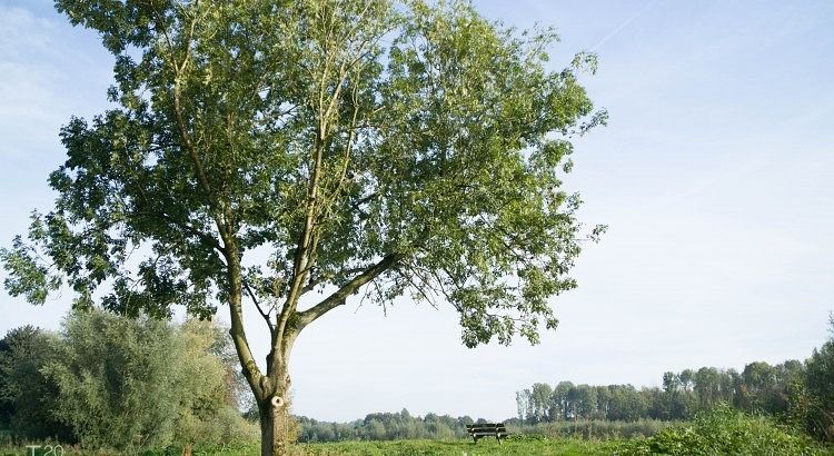 Hillside in het Wisentbos te Dronten