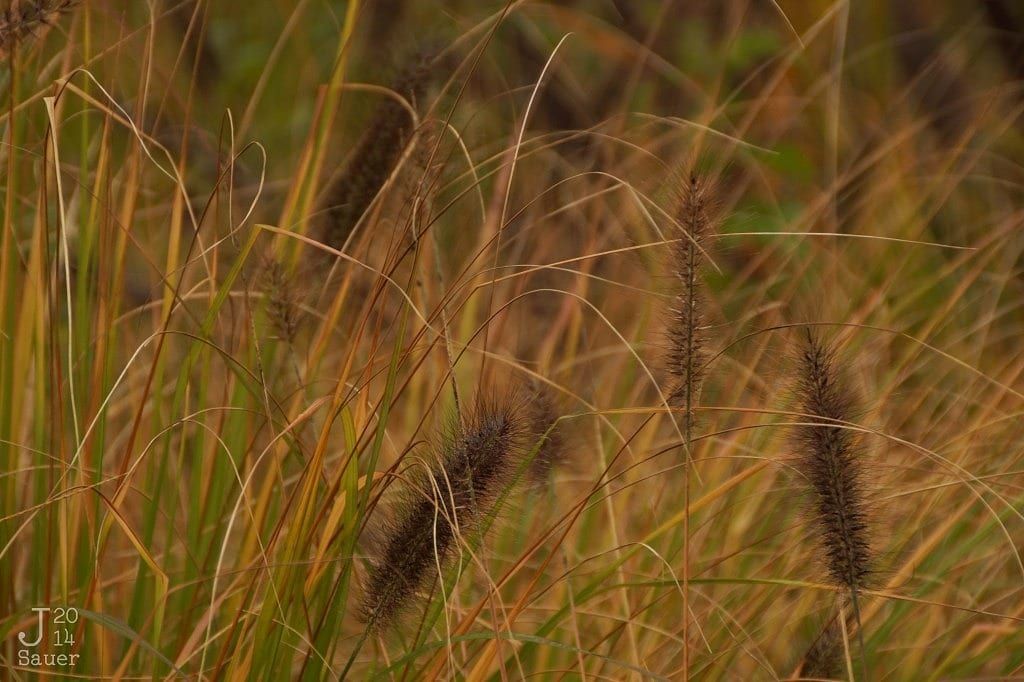  Autumn grass