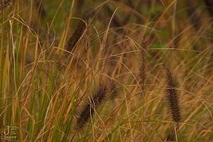 Autumn grass