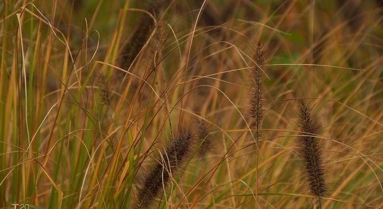Autumn grass