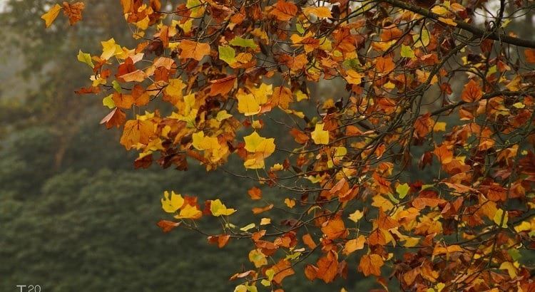 Herfstkleuren