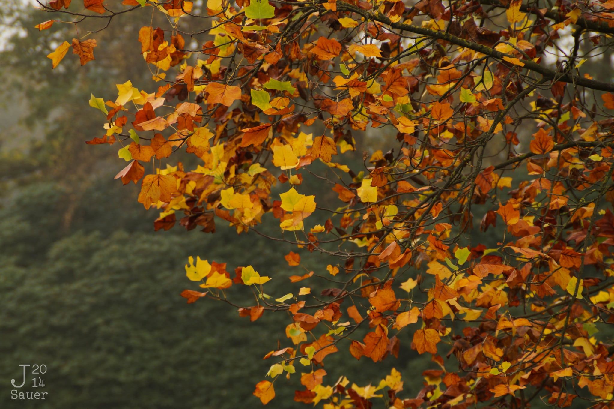 Herfstkleuren