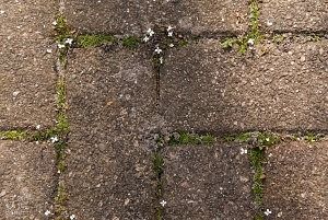 Little white flowers