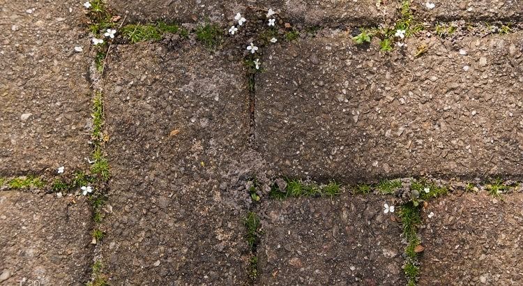Little white flowers