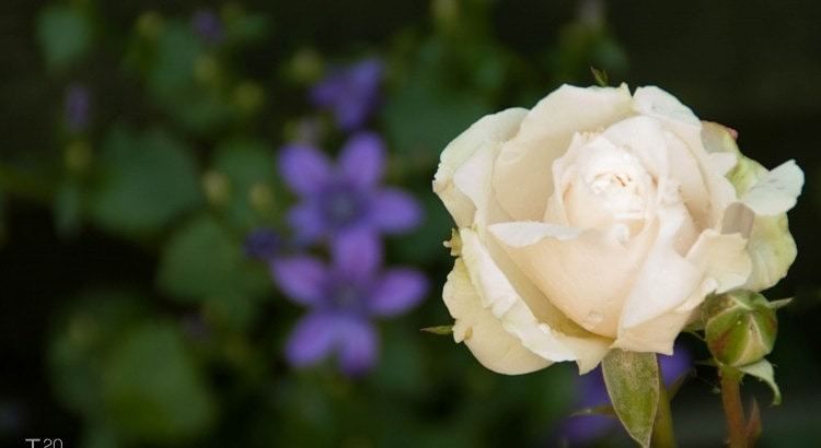 Witte roos