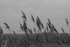 Waving in the storm
