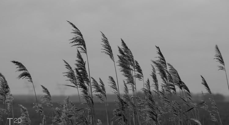 Waving in the storm
