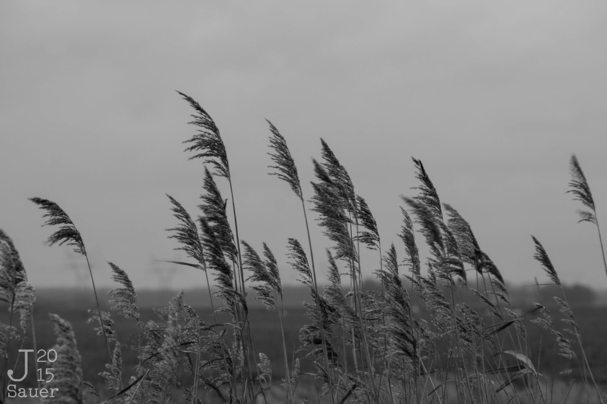 Waving in the storm