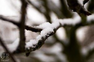 Frozen branche
