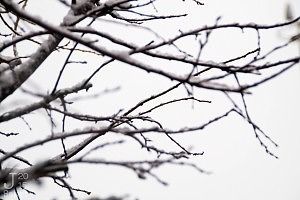 Frozen branches