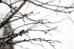 Thawing branches