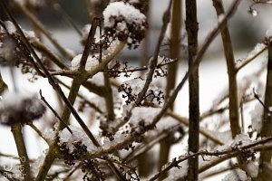 Frosty branches