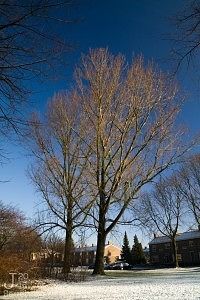 Bomen in de winter