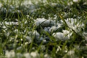 Snow on grass