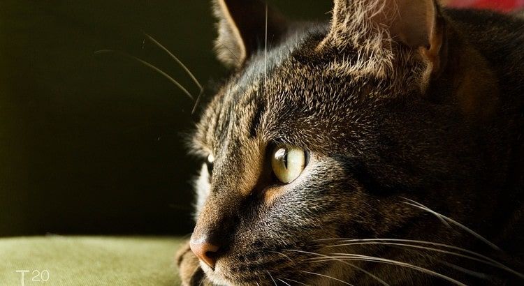 Onze kat Bliss