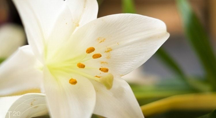 White lily