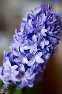 Paarse Hyacinth