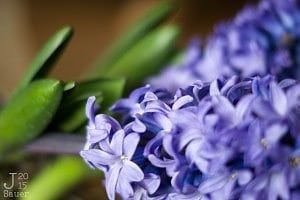 Paarse Hyacinth