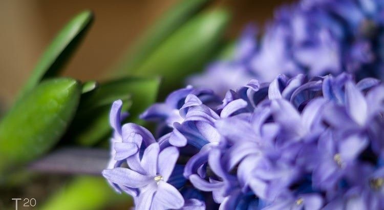 Paarse Hyacinth