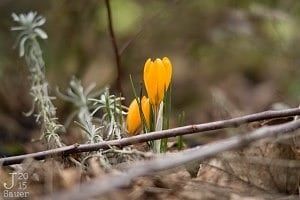 Gele krokussen tussen de bruine bladeren