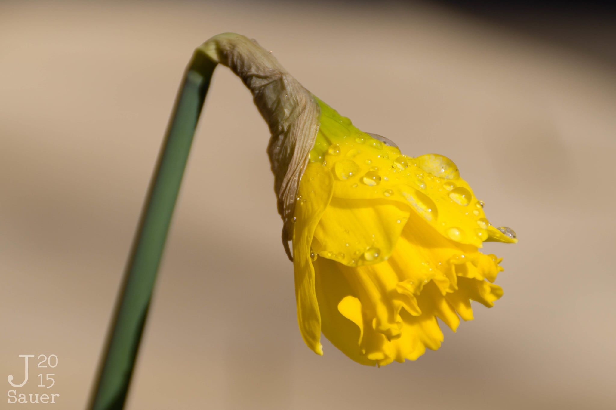 Narcis met dauwdruppels