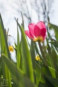 Roze tulp