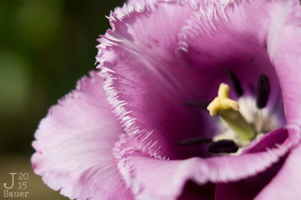 Rafelige paarse tulp