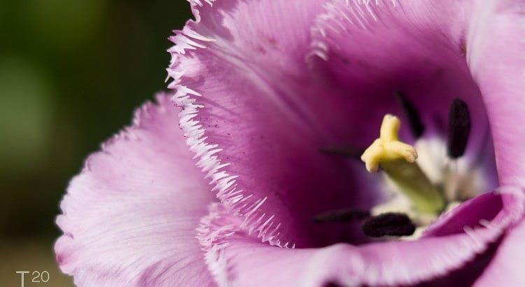 Rafelige paarse tulp