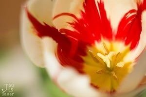 Vlammende tulp