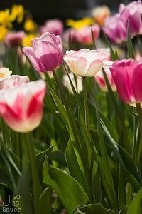 Kleurige tulpen