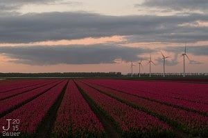 sunrise tulips flevoland