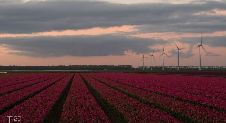 sunrise tulips flevoland