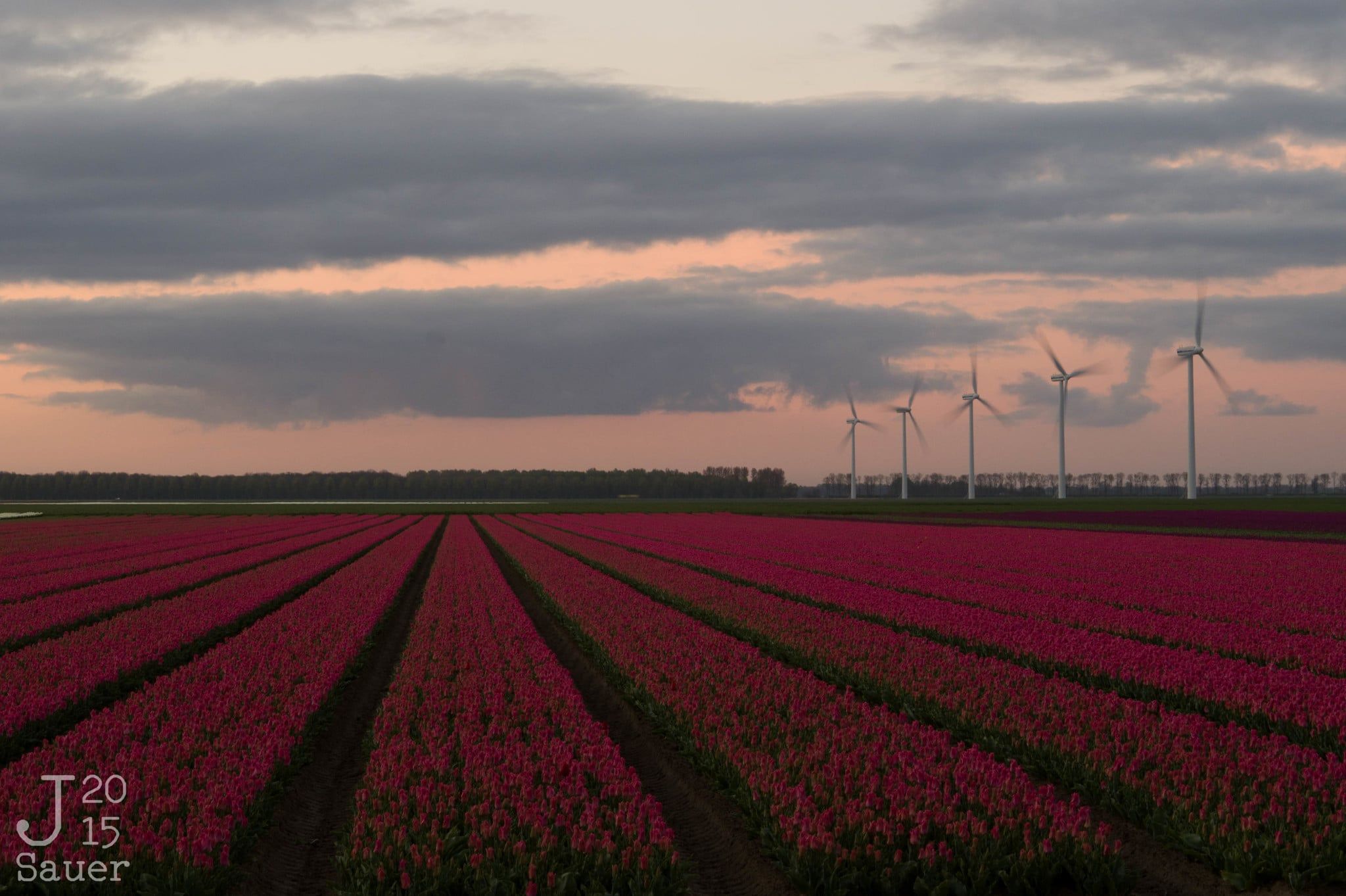 sunrise tulips flevoland