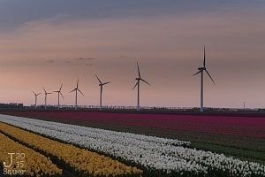 sunrise tulips flevoland