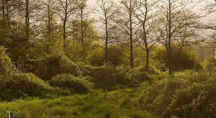 Forest in morning glow