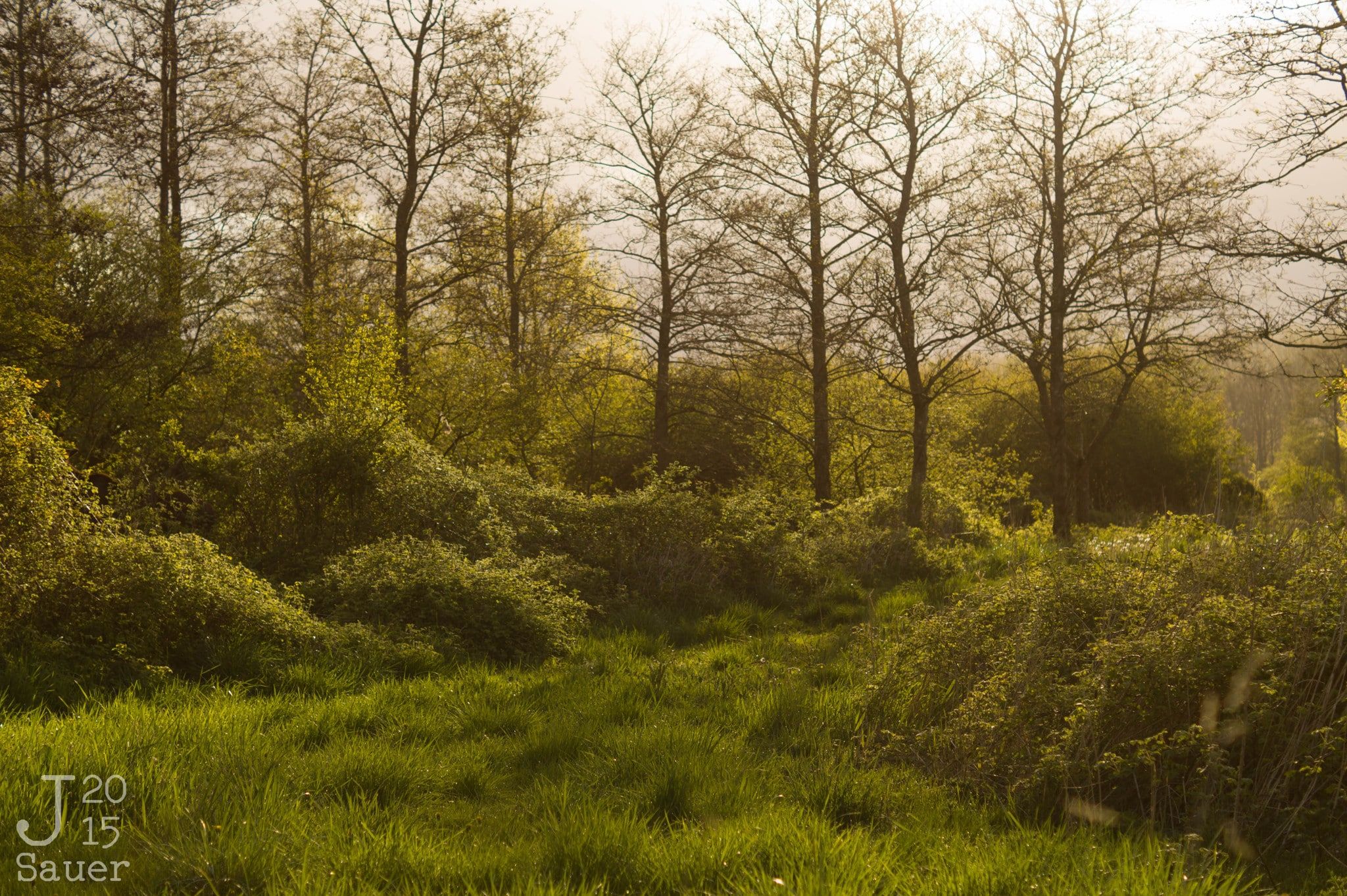 Forest in morning glow