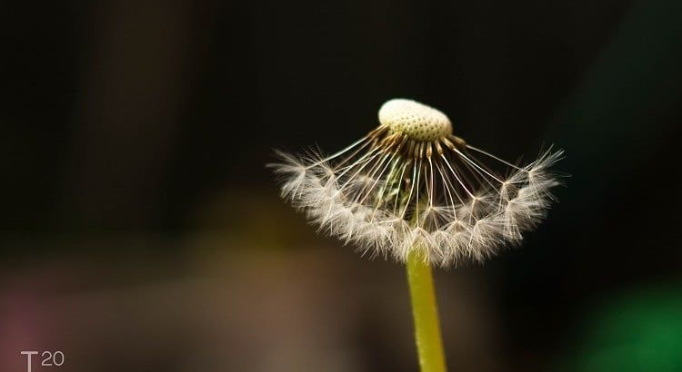 dandelion