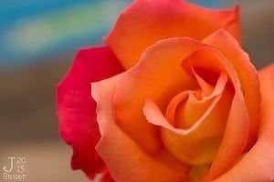 Gradient rose