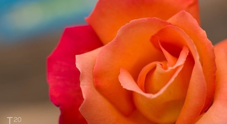 Gradient rose