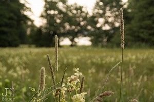 Meadow in the golden hour