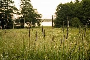 Meadow in the golden hour