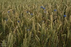 Cornflowers