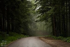 Forest after rain