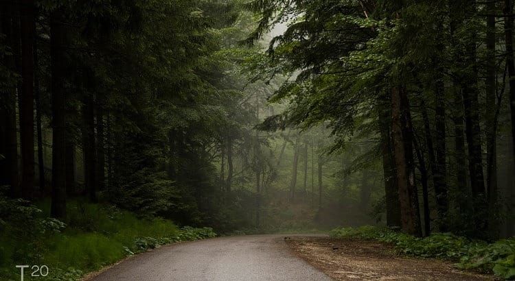 Forest after rain