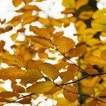 Landgoed Staverden Ermelo herfstbladeren