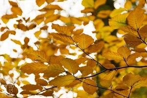 Landgoed Staverden Ermelo herfstbladeren