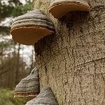 Landgoed Staverden Ermelo herfst paddestoelen