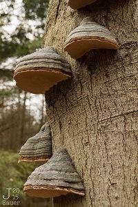 Landgoed Staverden Ermelo herfst paddestoelen